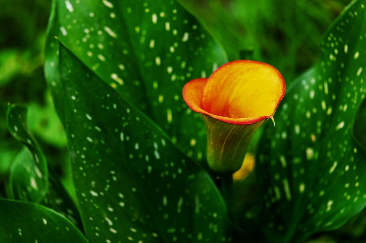 flower names for baby calla