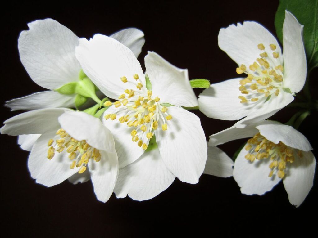 flowers name jasmine