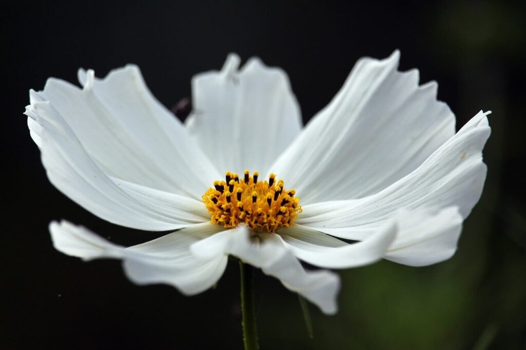 flower-names-for-boys-cool-flower-names-for-your-super-cool-boy