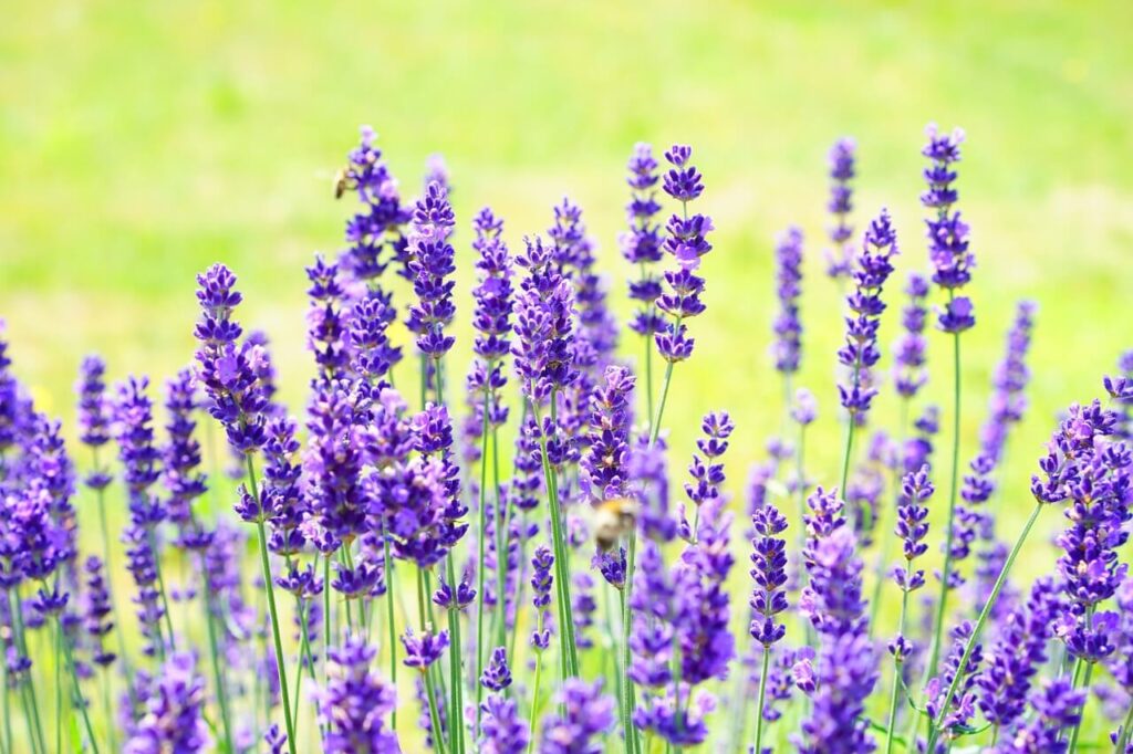 Lavender -  Cute Flower Names For Baby Girl