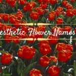 Aesthetic Flower Names - Gigantic List Of Aesthetic Flower Names