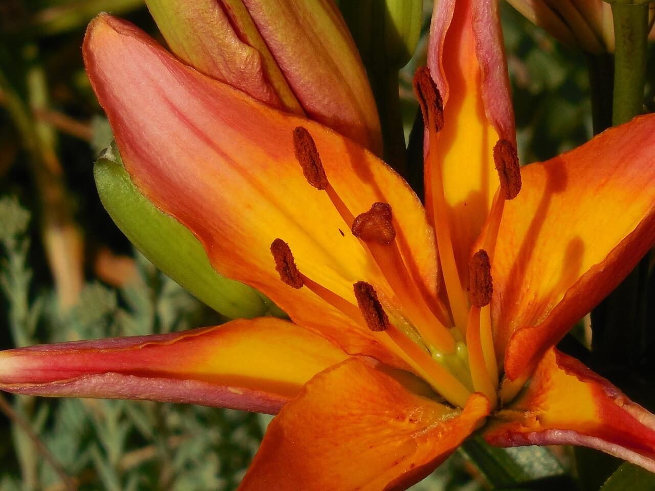 Asiatic Lily - Soft Aesthetic Flowers Names