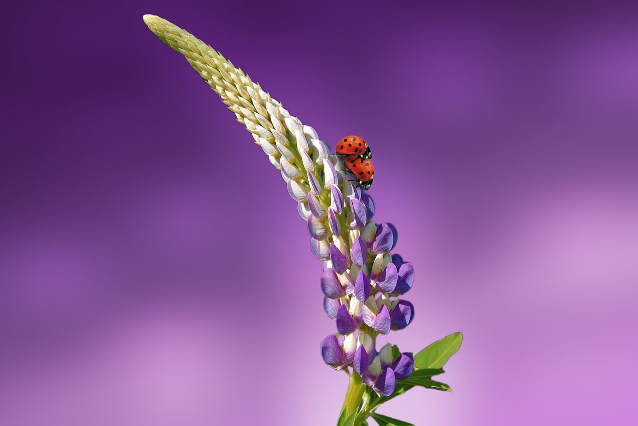 Lupines - Flower Names Aesthetic