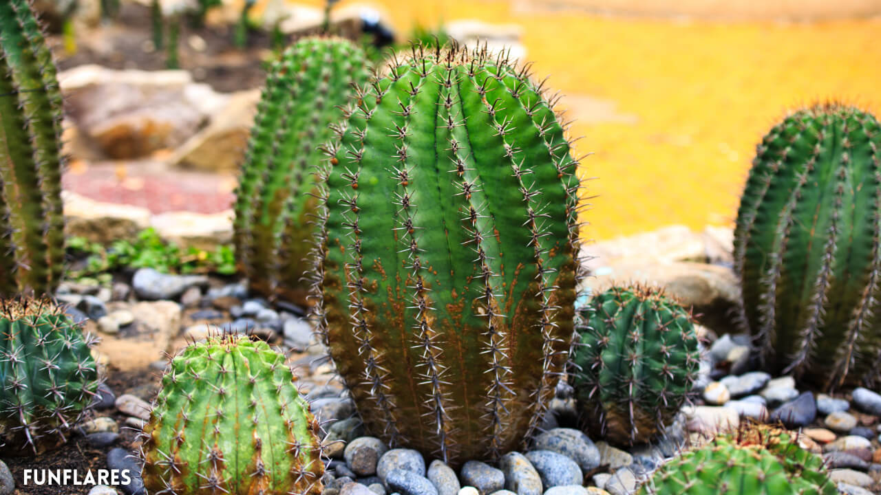 Cactus Puns One-Liner